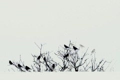 1_DSC05930