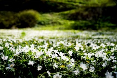 DSC00630