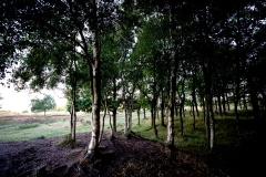 92 DSC02698